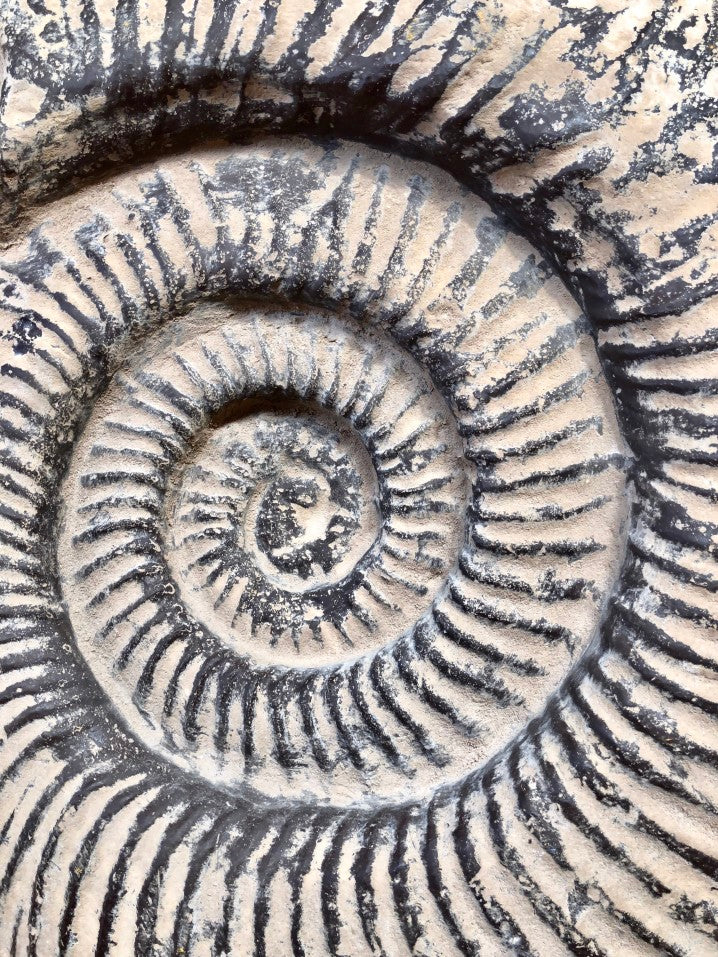 The Ultimate Guide to Ammonite Fossils | Whaler's Locker