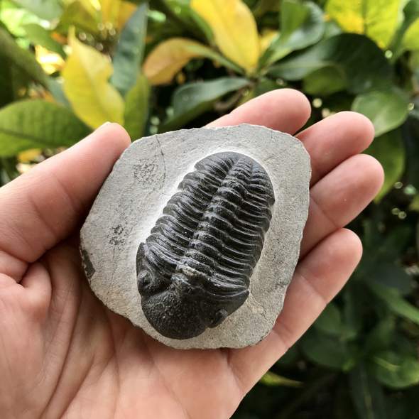 All About Trilobite Fossils | Fossil Gifts | Whaler's Locker