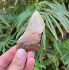 3 1/8" Partial Megalodon Tooth