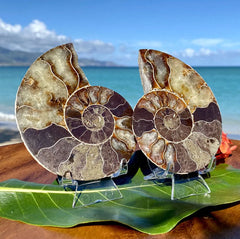 3 7/8” Ammonite Fossil Split Pair