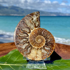 Ammonite Fossil Half