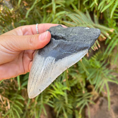 5 1/4" Partial Megalodon Tooth