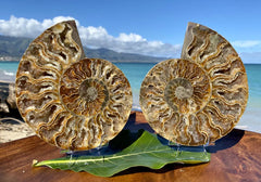 6.5" Ammonite Fossil Split Pair
