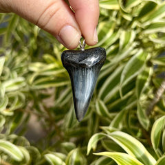 Fossil Mako Tooth Pendant