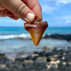 Fossil Megalodon Tooth Pendant