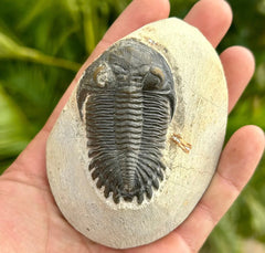 Person Holding Hollardops Trilobite Fossil