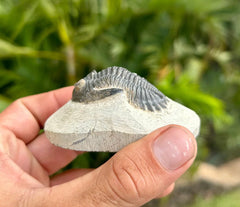 Hand Holding Hollardops Trilobite Fossil