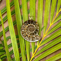 Large Ammonite Pendant