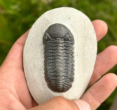 3.5" Long Phacops Trilobite Fossil