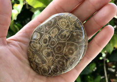 Polished Fossil Coral