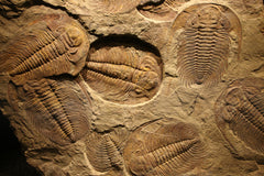 Trilobite Fossils in Rock