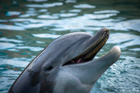 Dolphin smiling while swimming