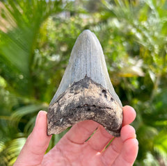 4" Megalodon Tooth