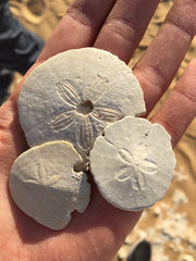 Person holding sand dollars on the beach