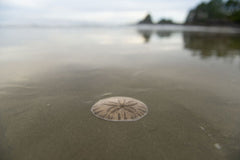 Sand Dollar on the beach in the water