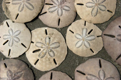 Collection of sand dollars on the sand
