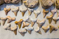 Collection of shark teeth on cloth