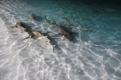 Sharks resting in the shallow beach water