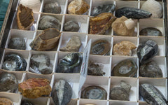 Fossils stored in box with dividers