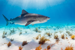 Tiger shark swimming in the ocean near the sand bottom