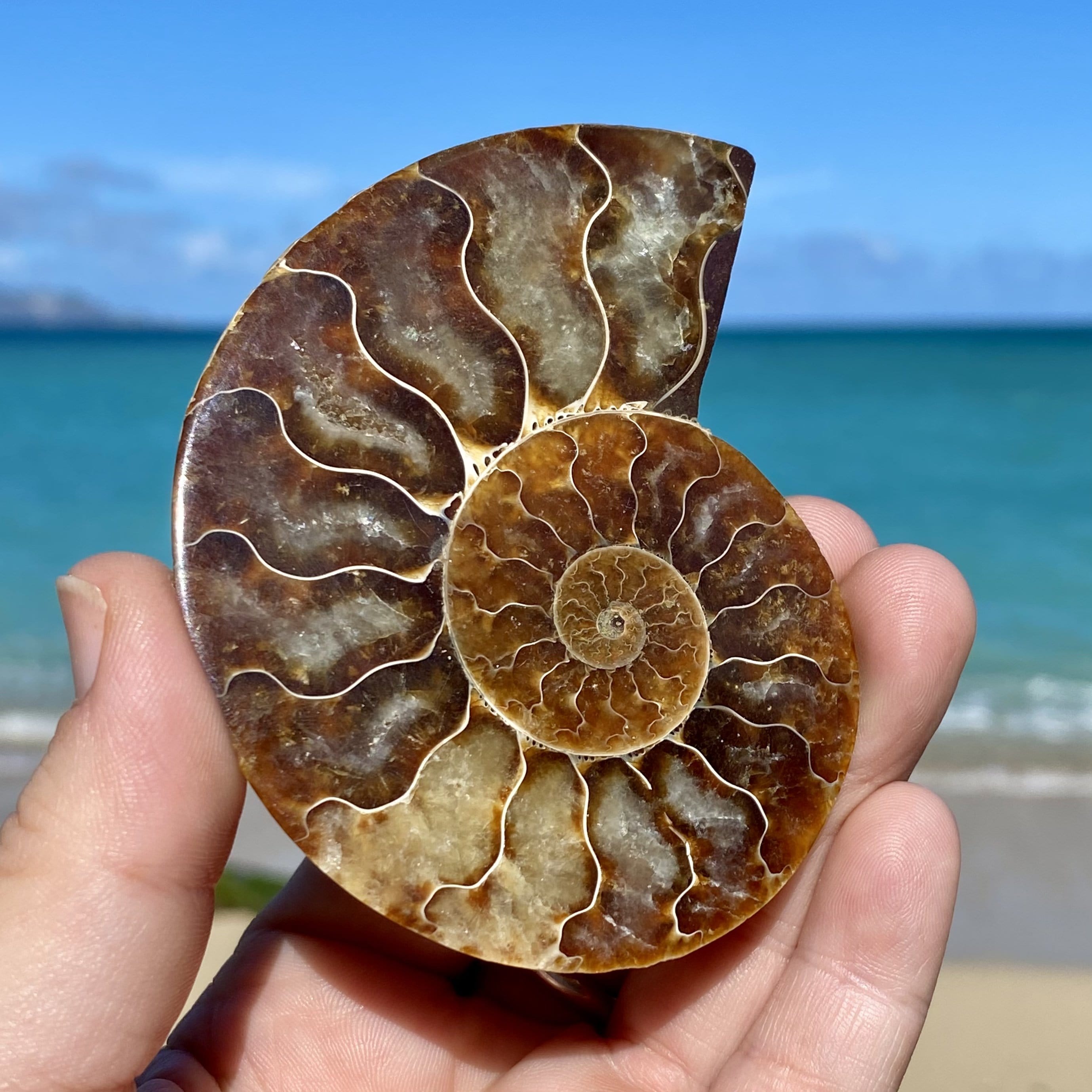 ” Ammonite Fossil Half