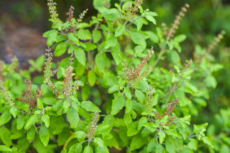 Tulsi (Holy basil) - a scientific overview – Wise Woman Herbals