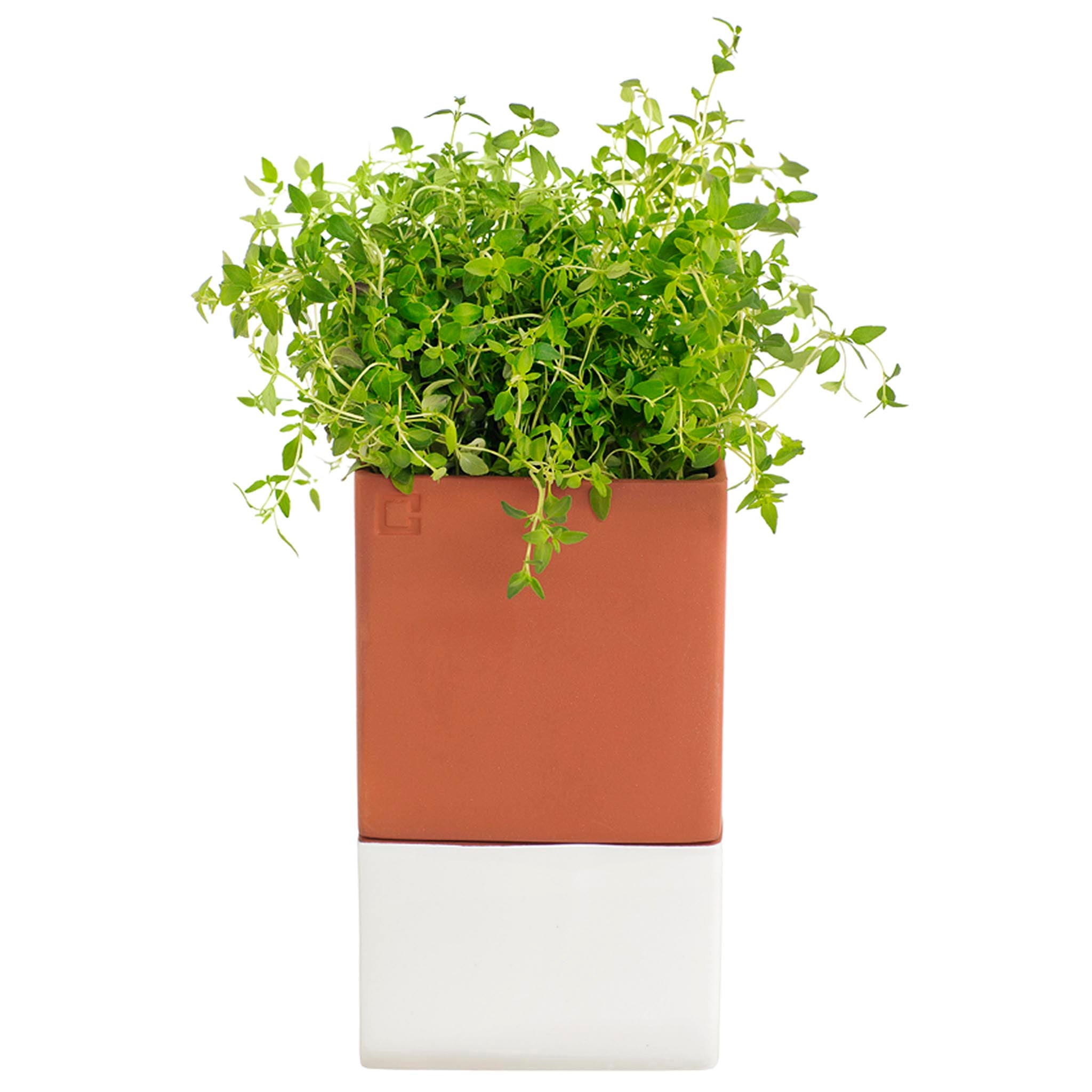 Cult Design Evergreen Self-Watering Herb Pot.