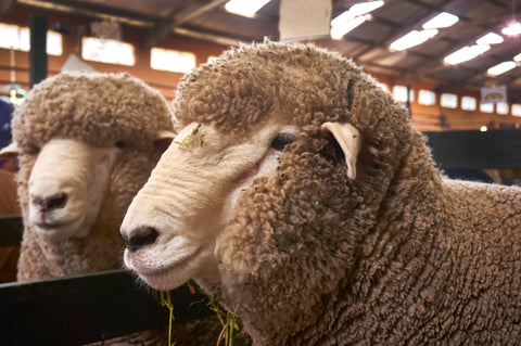 image of two corriedale sheep in a pen with hay stuck to their fleeces