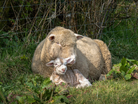 a dorset sheep and her ewe are snuggled up together under a hedge in a grassy field.