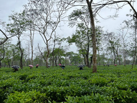 Women plucking tea leaves in Chota Tingrai Tea Estate, Assam, India