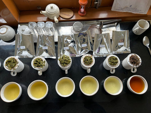 Green tea cupping at Chota Tingrai Tea Estate in Assam, India