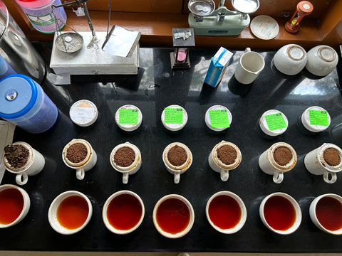 Black tea cupping at Chota Tingrai Tea Estate in Assam, India