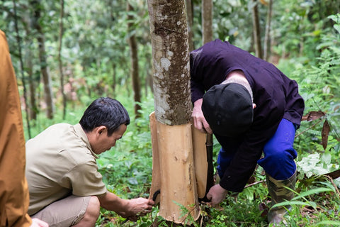 The Harvest of Vietnamese Cinnamon