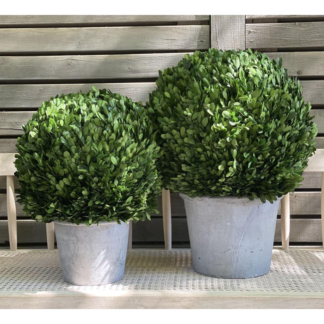 Boxwood Ball Topiary Tree with Concrete Pot