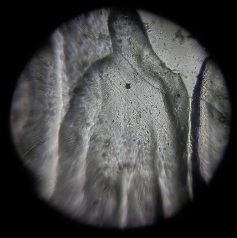 Cast impression image of the Abraham Lincoln statue on a U.S. penny captured with a Foldscope at 140X magnification