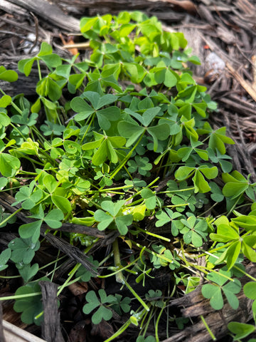 Green clover growing in my yard