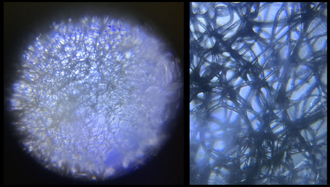 sea sponge viewed under a Foldscope 2.0 at 50X magnification (left) and 50X magnification plus 5X zoom on phone (right)