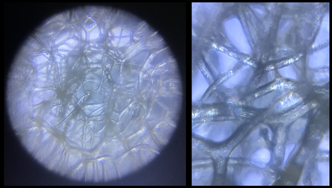 sea sponge viewed under a Foldscope 2.0 at 140X magnification (left) and 140X magnification plus 5X zoom on phone (right)