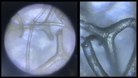 sea sponge viewed under a Foldscope 2.0 at 340X magnification (left) and 340X magnification plus 5X zoom on phone (right)
