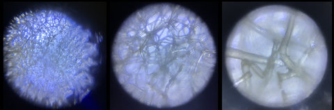 sea sponge viewed under a Foldscope 2.0 at 50X, 140X, and 340X magnification (left to right)