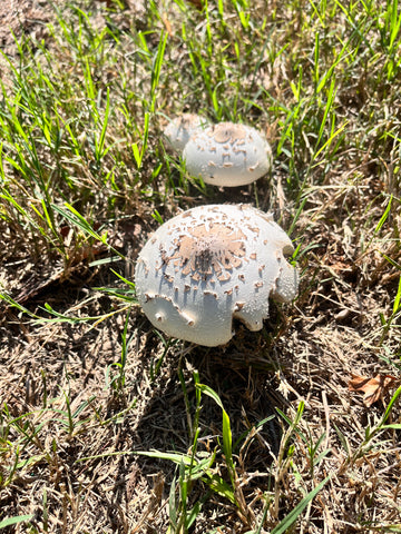 Picture of a group of mushrooms growing in my neighborhood