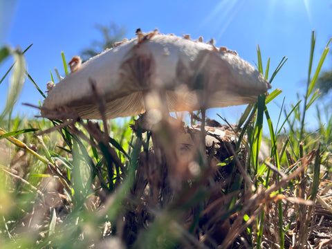 Picture of the gills of the mushroom