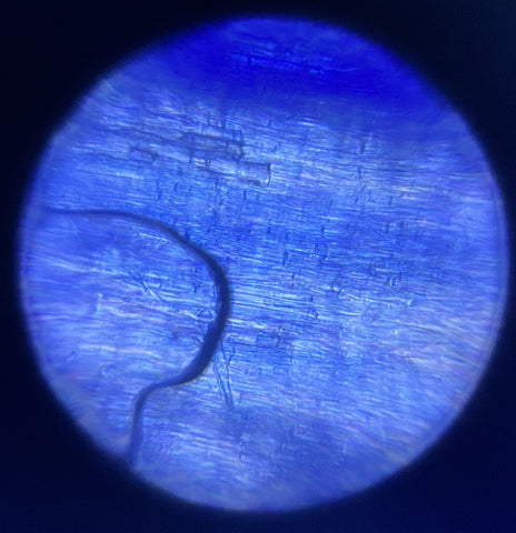 Picture of a longitudinal section of a mushroom stalk stained with methylene blue viewed under a Foldscope 2.0 at 340X magnification