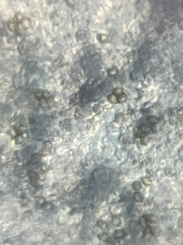 Picture of mushroom spores viewed under a Foldscope 2.0 at 340X magnification plus 5X zoom on phone