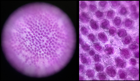 Picture of flower petals viewed under a Foldscope Mini at 140X magnification (left) and 140X magnification plus 5X zoom on phone (right)