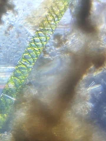 Picture of Spirogyra algae viewed under a Foldscope Mini at 140X magnification plus 5X zoom on phone