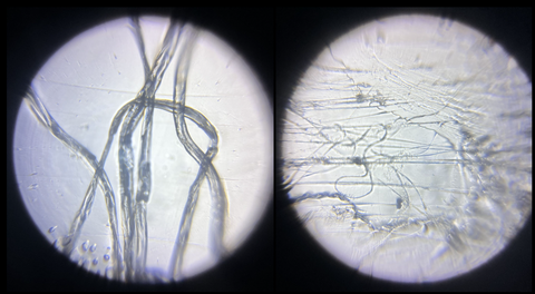 Picture of a fake spiderweb (left) and a real spiderweb (right) viewed under a Foldscope 2.0 at 140X magnification