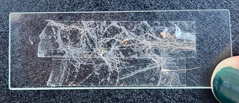 Picture of a real spiderweb on a glass slide