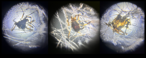 Picture of bugs caught in the spiderweb viewed under a Foldscope 2.0 at 50X magnification