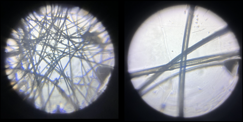 Picture of fur (left) and whiskers (right) from the owl pellet dissection viewed under the Foldscope 2.0 at 140X magnification